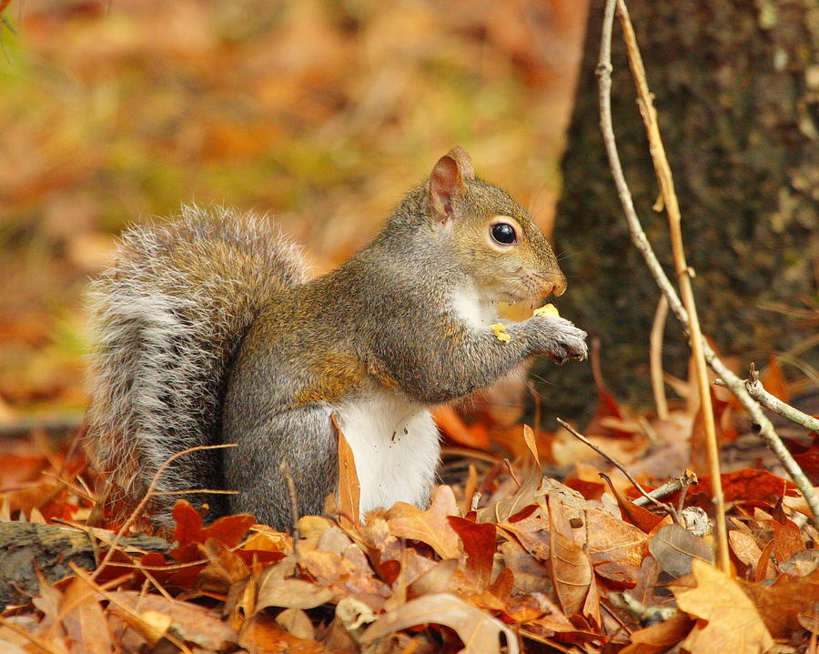 Fall Photograph - Eastern Grey Squirrel by Andrew McInnes