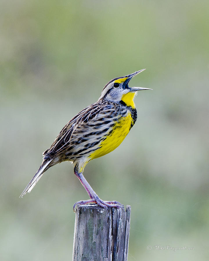 Eastern Meadowlark Photograph by Mike Fitzgerald