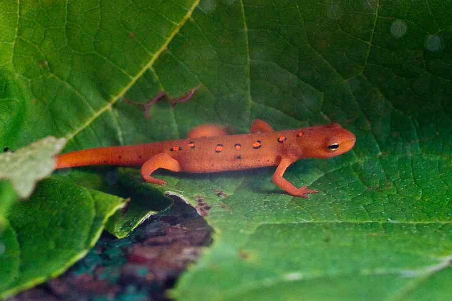 Eastern Newt Notophthalmus viridescens 27 Photograph by Douglas Barnett ...