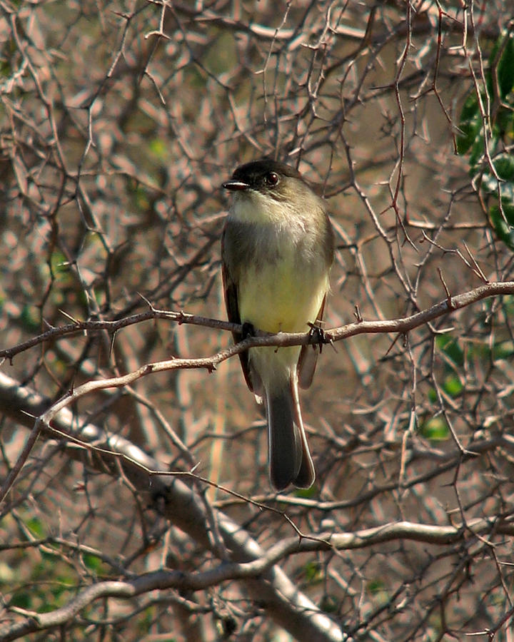 Eastern Phoebe Photograph by Peggy Urban
