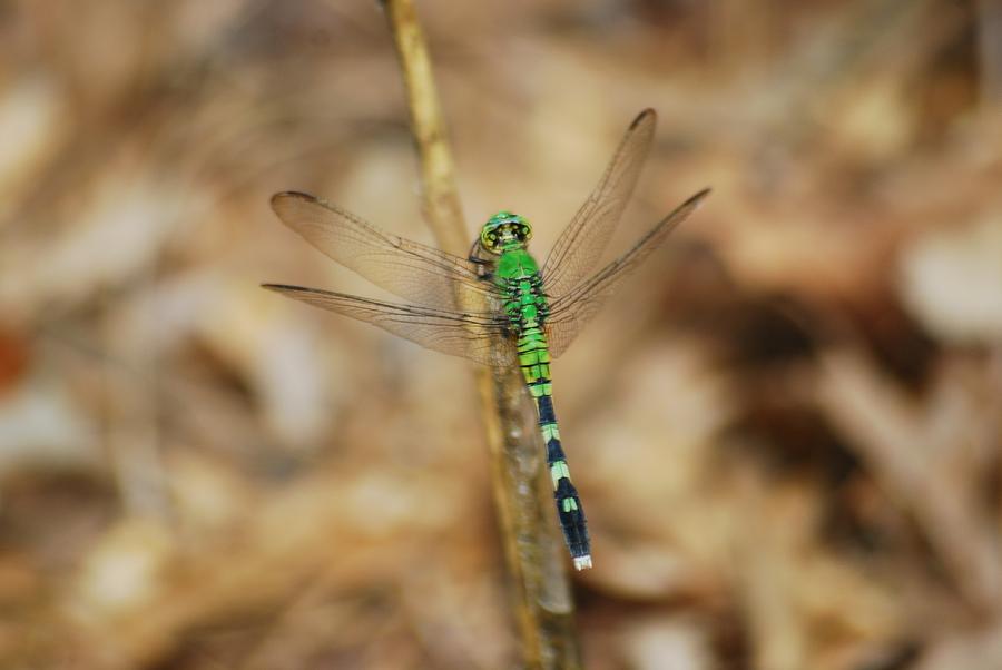 Insects Photograph - Eastern Pondhawk 8649 3279 by Michael Peychich