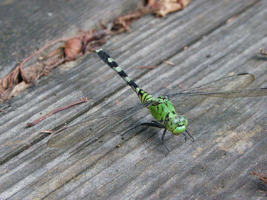 Eastern Pondhawk female Photograph by Peggy King