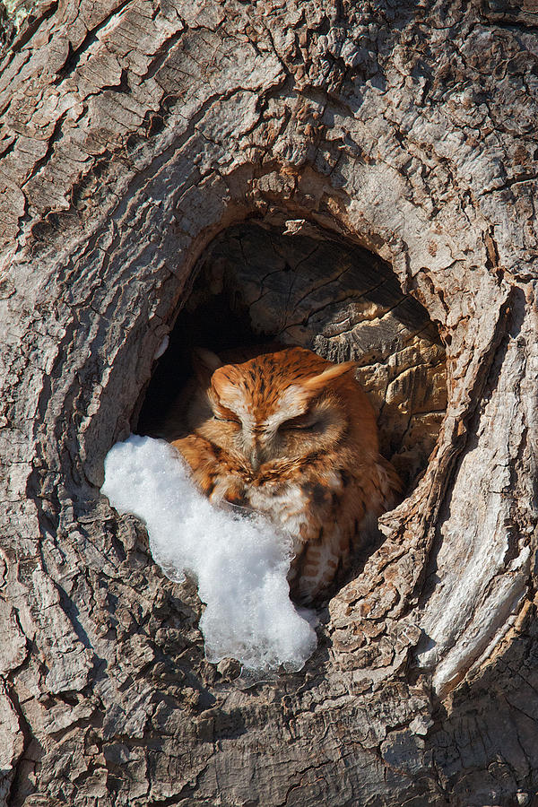 Eastern Screech Owl Photograph by Dale J Martin