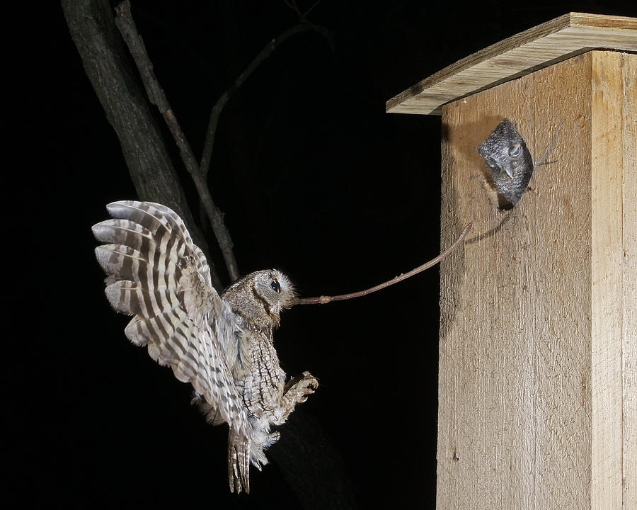 owls-backyard-and-beyond