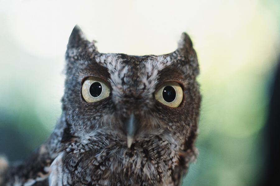 Eastern Screech Owl Portrait Showing Photograph by David Ponton - Fine ...