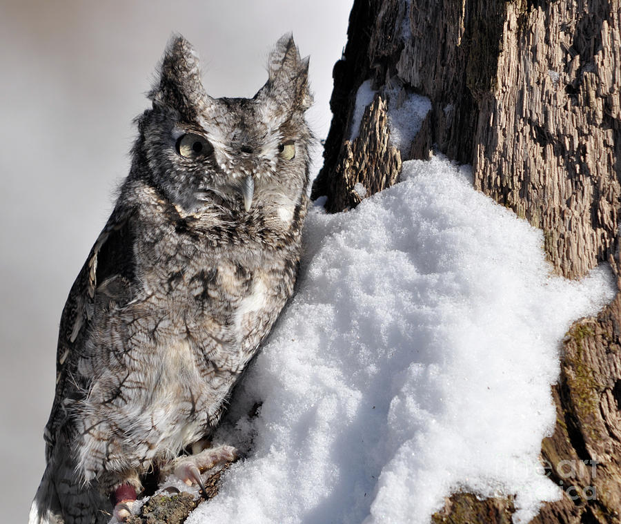 Eastern Screech Owl Photograph by Ronald Grogan