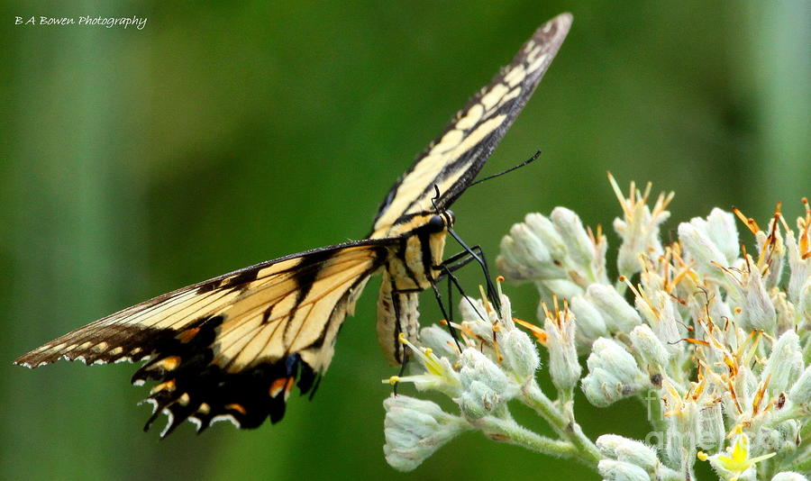 Eastern Swallowtail Butterfly Photograph by Barbara Bowen