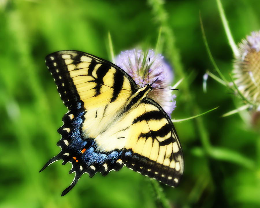Butterfly Photograph - Eastern Swallowtail by Craig Leaper
