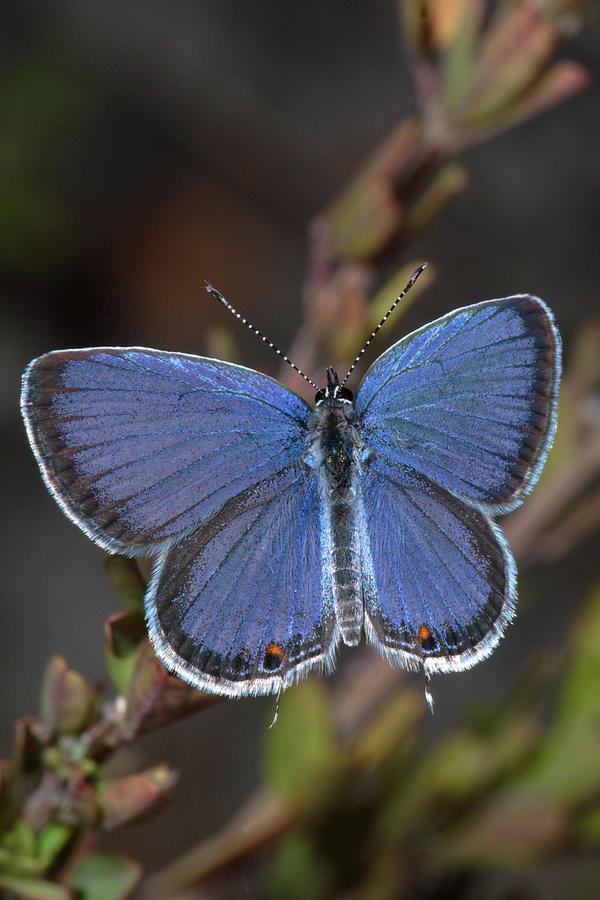 Eastern Tailed Blue Butterfly Photograph by Daniel Reed