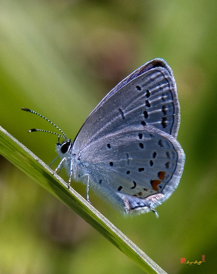 Eastern Tailed-Blue Butterfly DIN045 Photograph by Gerry Gantt