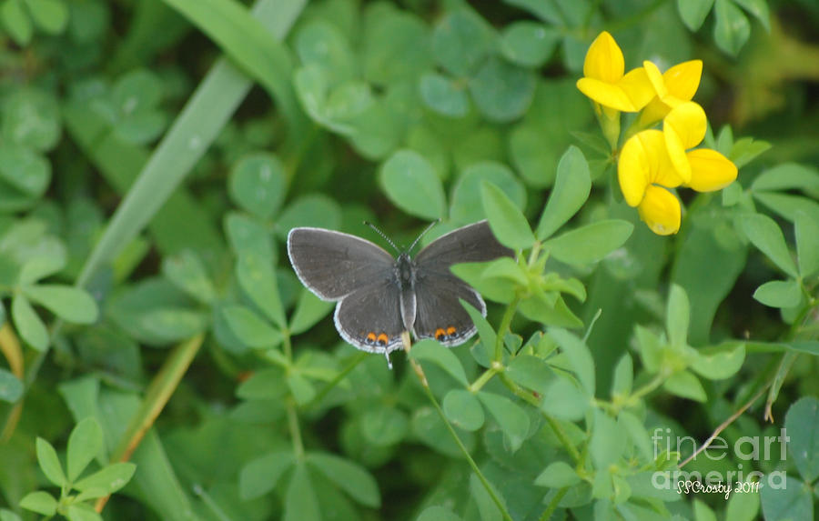 Eastern Tailed Blue Butterfly Photograph by Susan Stevens Crosby