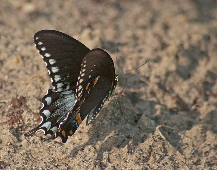Eastern Tiger Swallowtail 8526 3205 Photograph by Michael Peychich