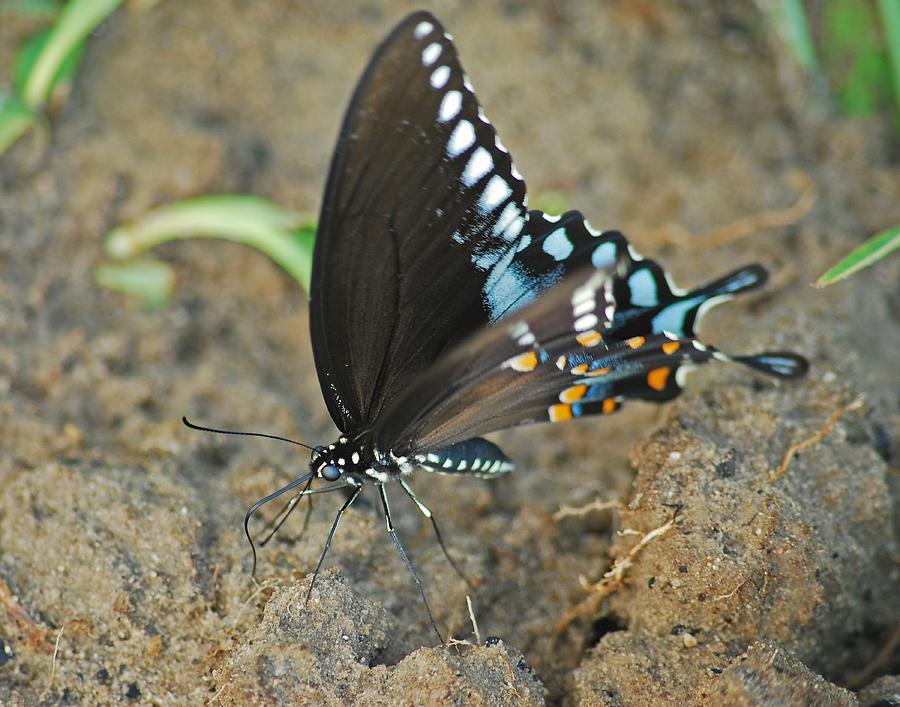 Eastern Tiger Swallowtail 8533 3212 Photograph by Michael Peychich