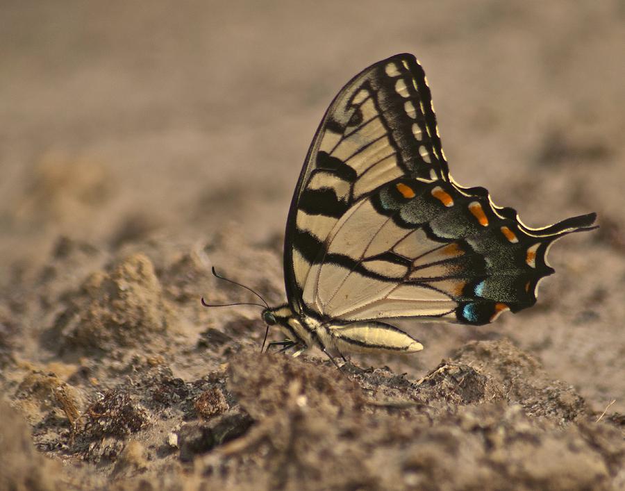 Eastern Tiger Swallowtail 8542 3219 Photograph by Michael Peychich