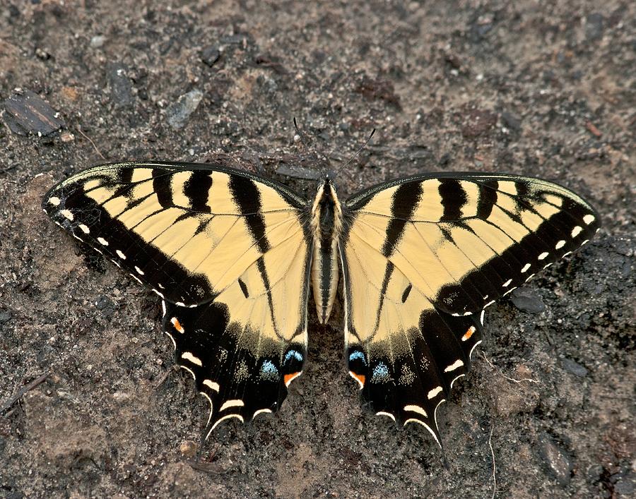 Eastern Tiger Swallowtail 8567 3244 Photograph by Michael Peychich