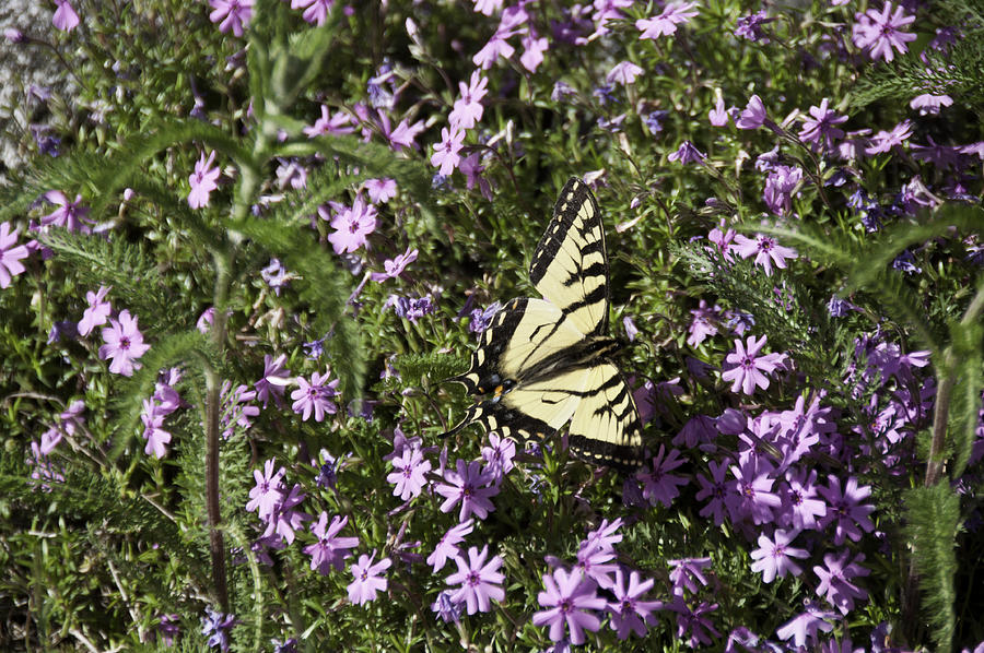 Eastern Tiger Swallowtail Butterfly Photograph by Daniel Hebard