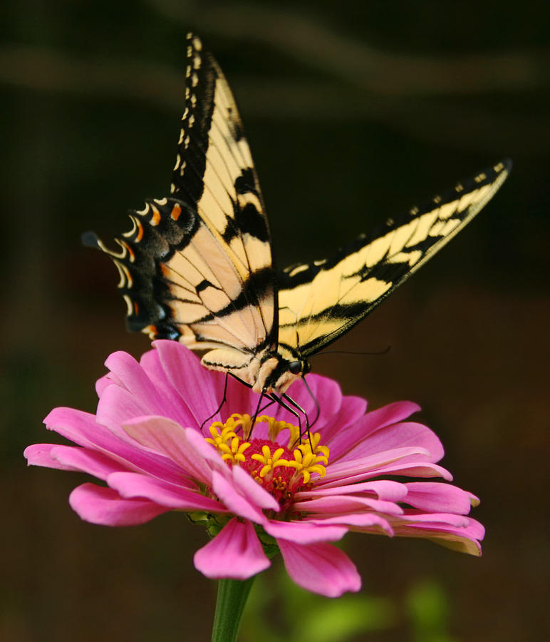 Eastern Tiger Swallowtail Butterfly Photograph by Kathy Clark
