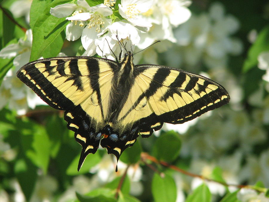 Nature Photograph - Eastern Tiger Swallowtail Butterfly by Keith Rohmann