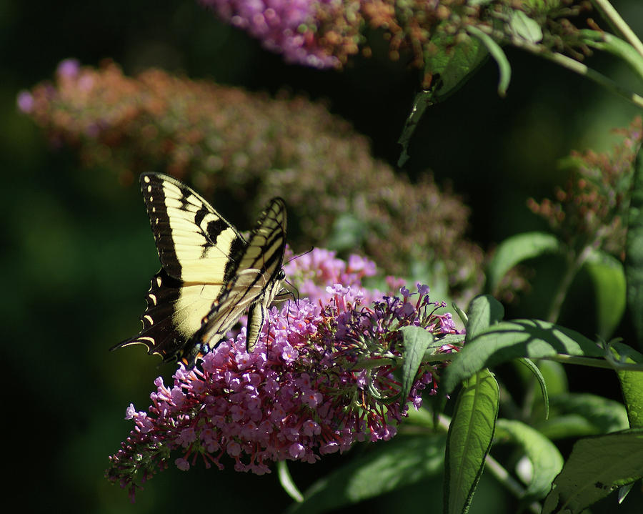 Eastern Tiger Swallowtail Butterfly Photograph by Margie Avellino
