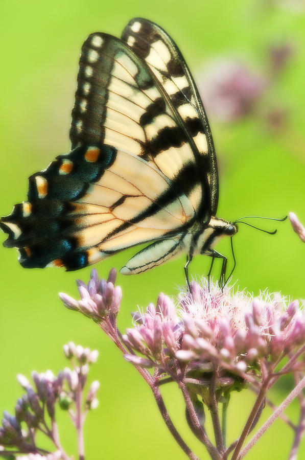 Eastern Tiger Swallowtail Photograph by Craig Leaper