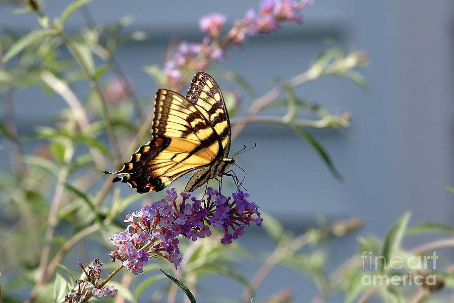 Eastern Tiger Swallowtail Photograph by Edward Sobuta