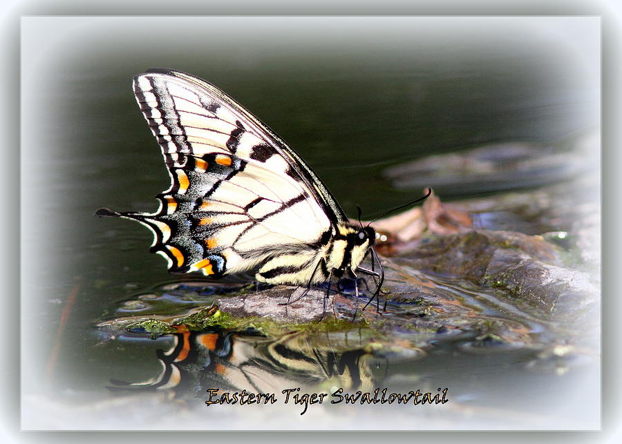 Eastern Tiger Swallowtail in Water Photograph by Travis Truelove