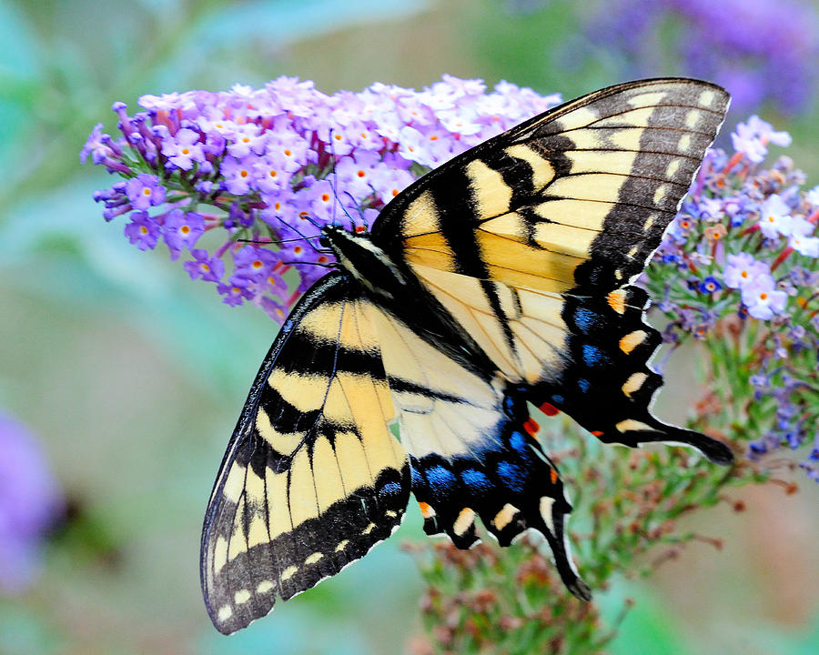 Eastern Tiger Swallowtail On Butterfly Bush Photograph by Craig Leaper