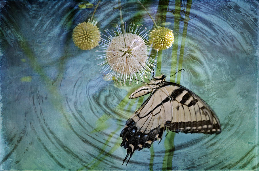 Eastern Tiger Swallowtail on Buttonball Bush Photograph by Bonnie Barry