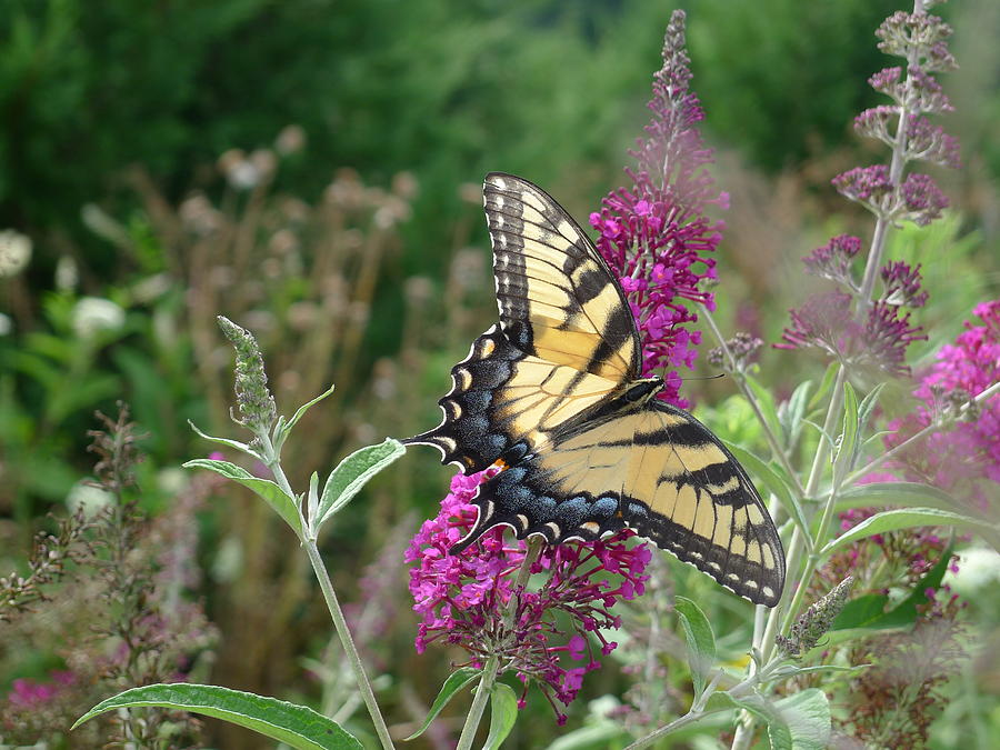 Eastern Tiger Swallowtail Photograph by Richard Reeve