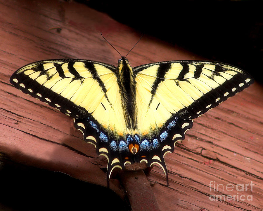 Eastern Tiger Swallowtail Photograph by Terry Doyle