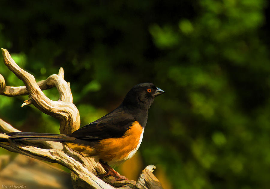 Eastern Towhee Painting by Steven Richardson