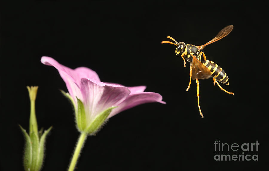 Realistic Yellow Jacket Wasp Fly