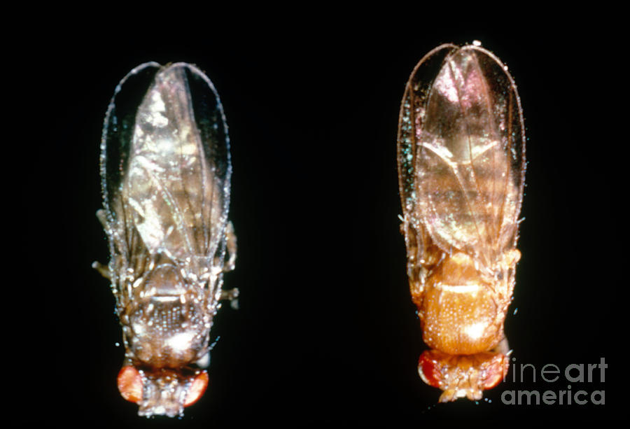 Ebony & Wild Drosophila Photograph by Science Source