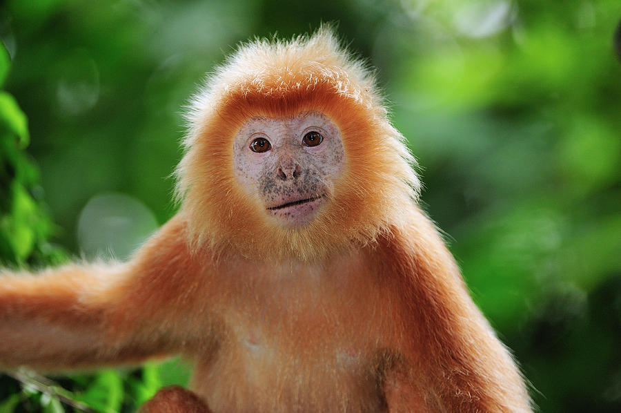 Ebony Leaf Monkey Trachypithecus Photograph by Thomas Marent