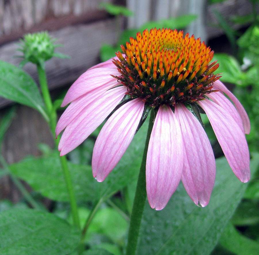 Echinacea after the rain Photograph by Life Makes Art