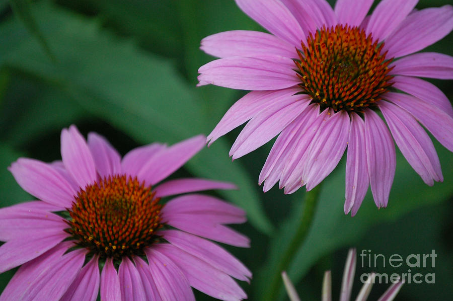 Echinacea Cone Flowers Photograph by First Star Art