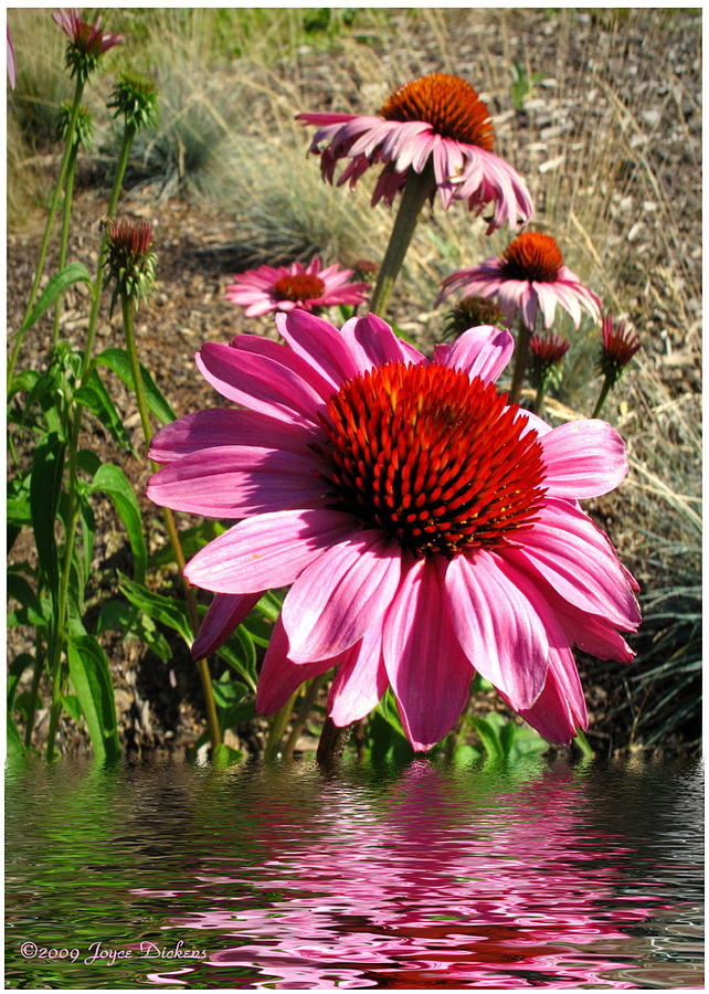 Echinacea In Water Photograph by Joyce Dickens