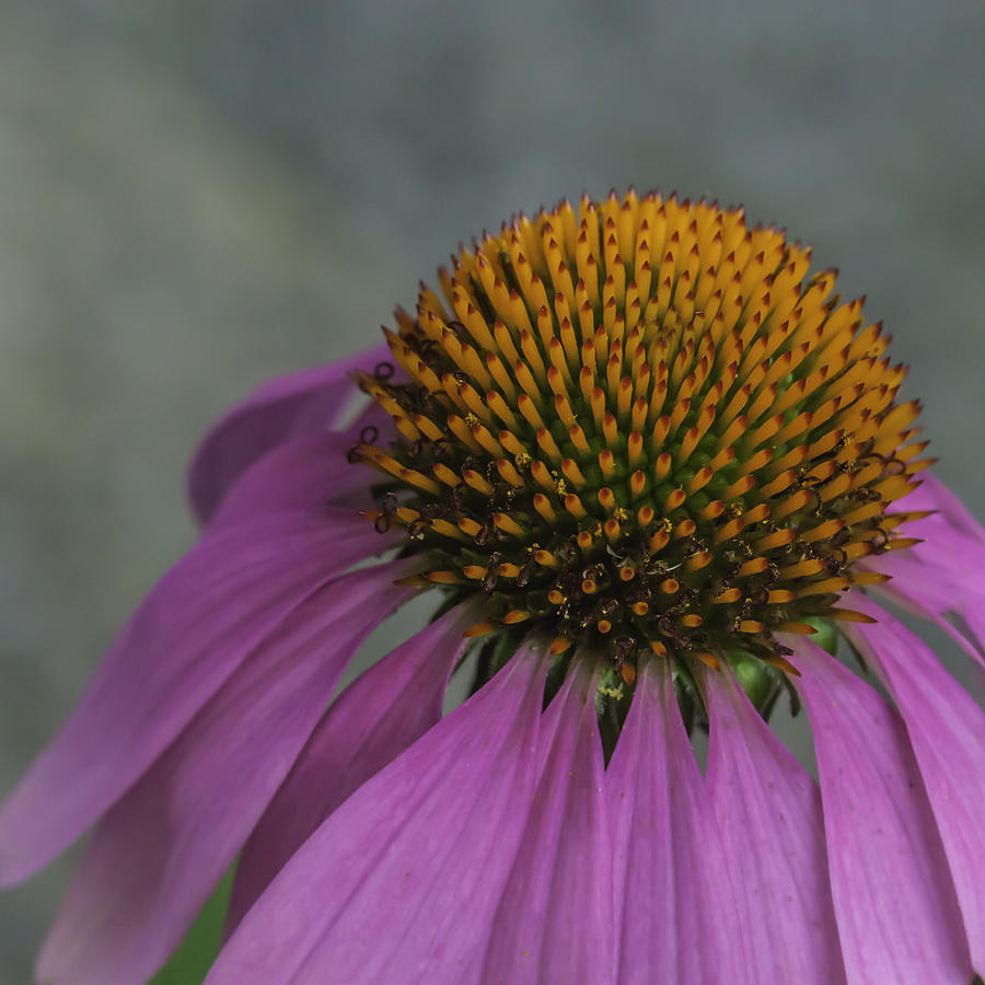 Echinacea Photograph by Kate Hannon