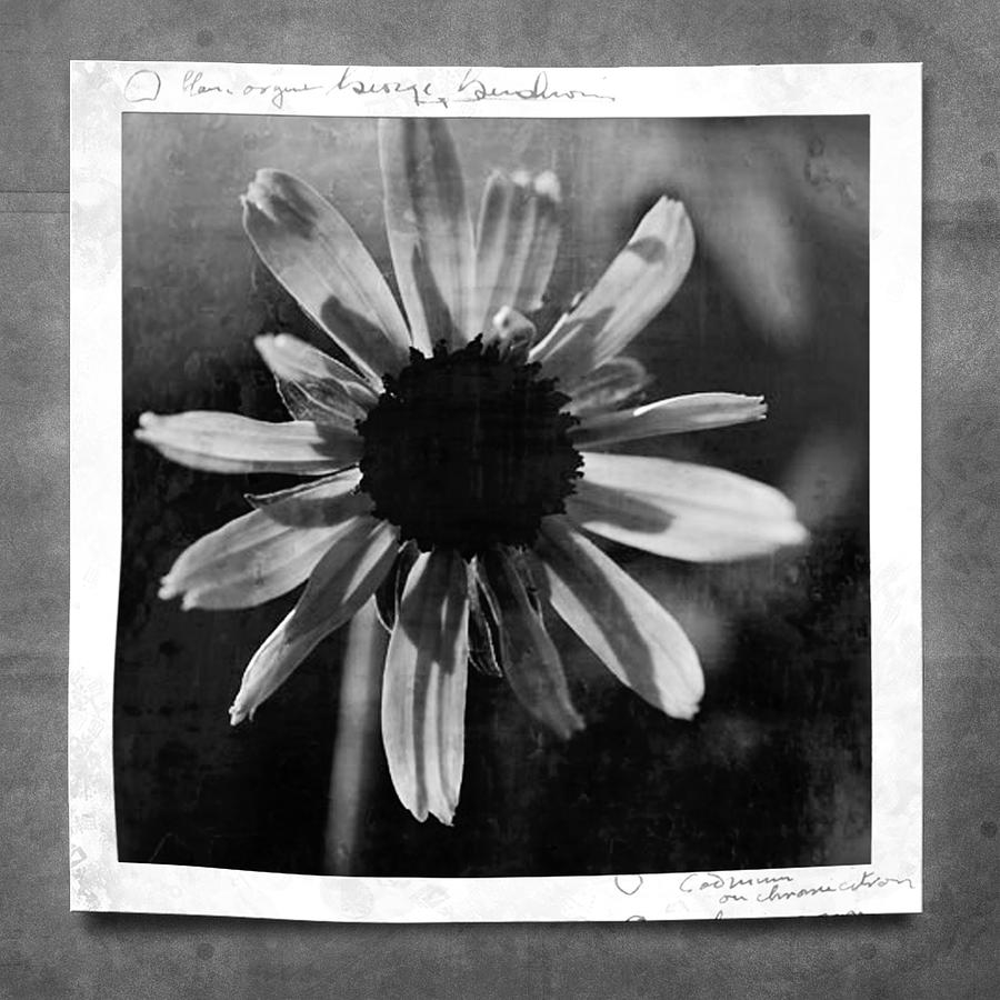 Black And White Photograph - Echinacea Morning by Bonnie Bruno