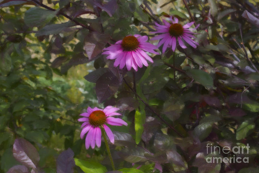 Echinacea Paint Photograph by Donna L Munro