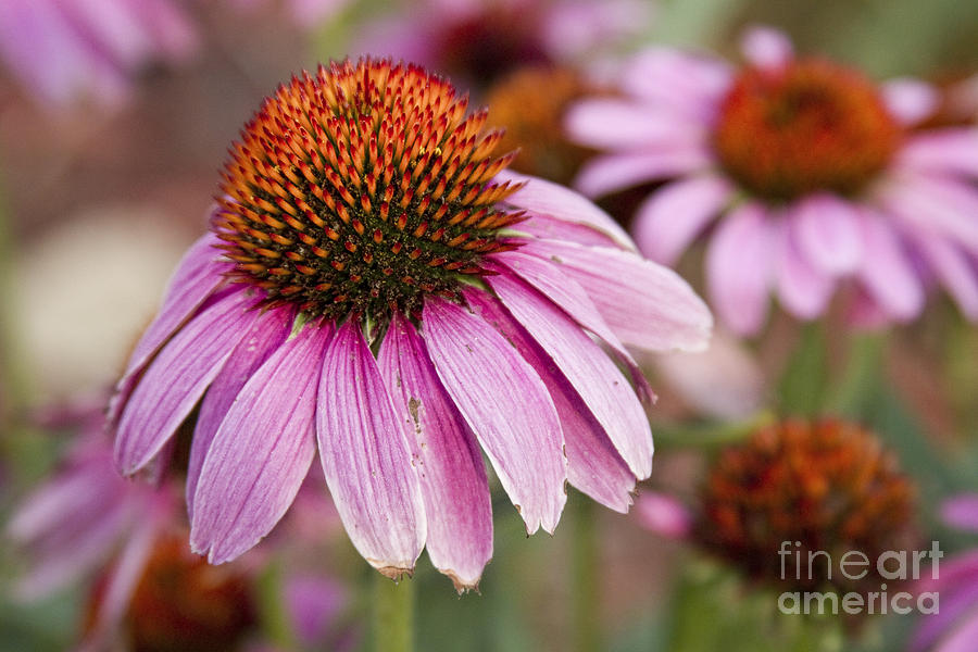 Echinacea Purple Coneflowers Photograph by James BO Insogna