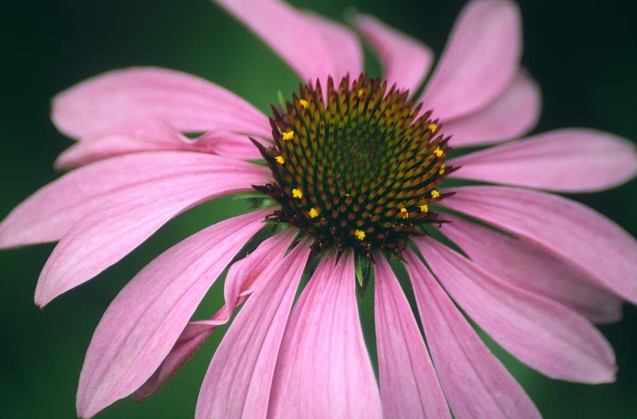 Echinacea Purpurea Flower Photograph by Dr. Nick Kurzenko