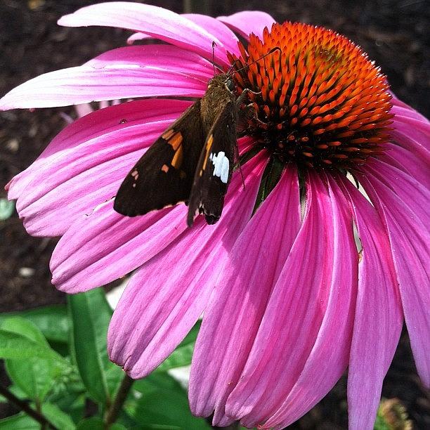 Spring Photograph - Echinacea by Soleil Fox Studio