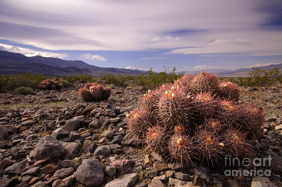 National Parks Photograph - Echinocactus row by Katja Zuske
