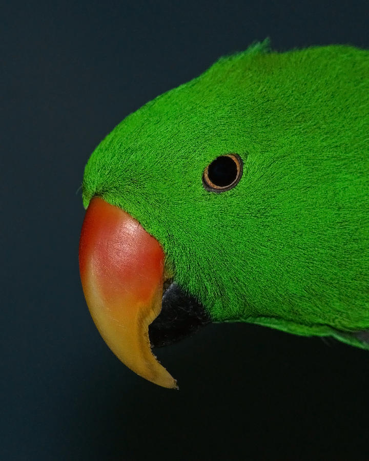 Parrot Photograph - Eclectus Parrot by Ernest Echols