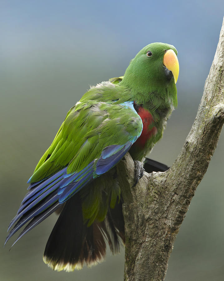 Eclectus Parrot Male Jurong Bird Park Photograph by Tim Fitzharris