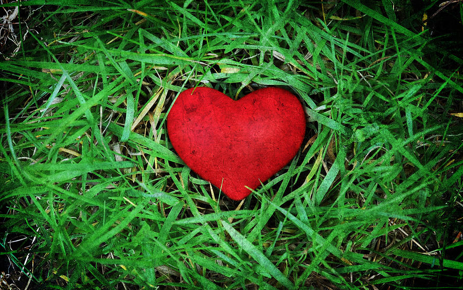 Eco heart Photograph by Laura Melis