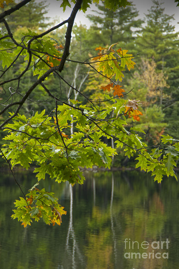 Edge of Autumn Photograph by Alana Ranney