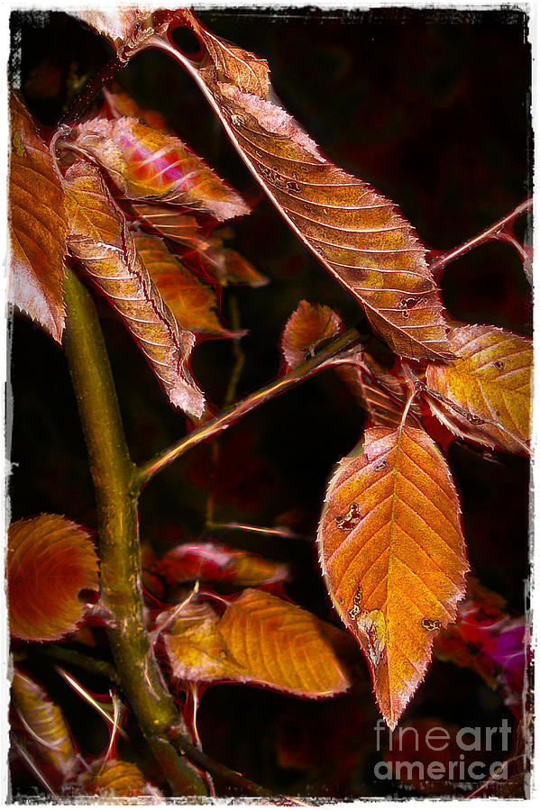 Edge of Autumn Photograph by Judi Bagwell