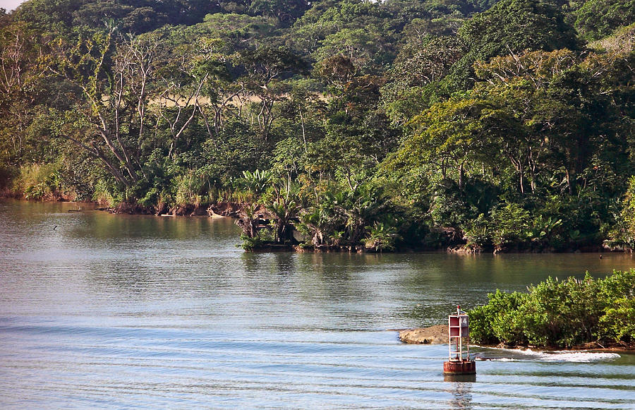 Tree Photograph - Edge of Panama Canal by Linda Phelps